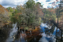 An island of tall trees sits in the fork of a river