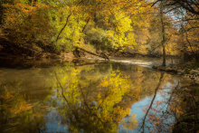 A peaceful body of water with golden fall leaves in the forest