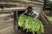 A 19th century re-enactor of a tobacco farmer wearing overalls and a brow hat stoops into a log smokehouse with freshly picked bright leaf tobacco