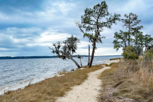 A sandy beach trail with three trees growing on both sides