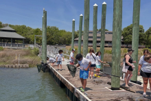 Students catch crabs and fish with long handled nets on a pier. There are two buildings in the background