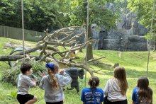 Five students watch a chimpanzee walk across Zoo enclosure, other chimps lay in hammocks in fallen tree
