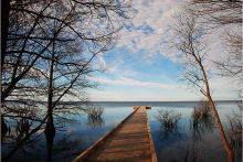 A wooden dock stretches into a lake, surrounded by cypress trees