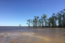 A wide expanse of water on a shoreline with cypress trees