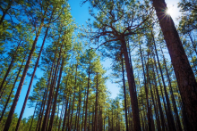 A view of tall pine trees and a clear blue sky, from the ground perspective