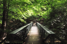 A wooden boardwalk stretches into a forest