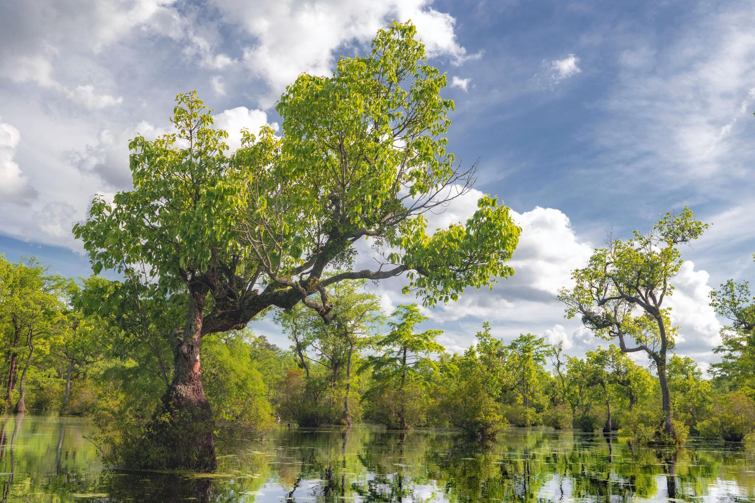 Lush green trees in and around glassy pond waters under a blue sky.