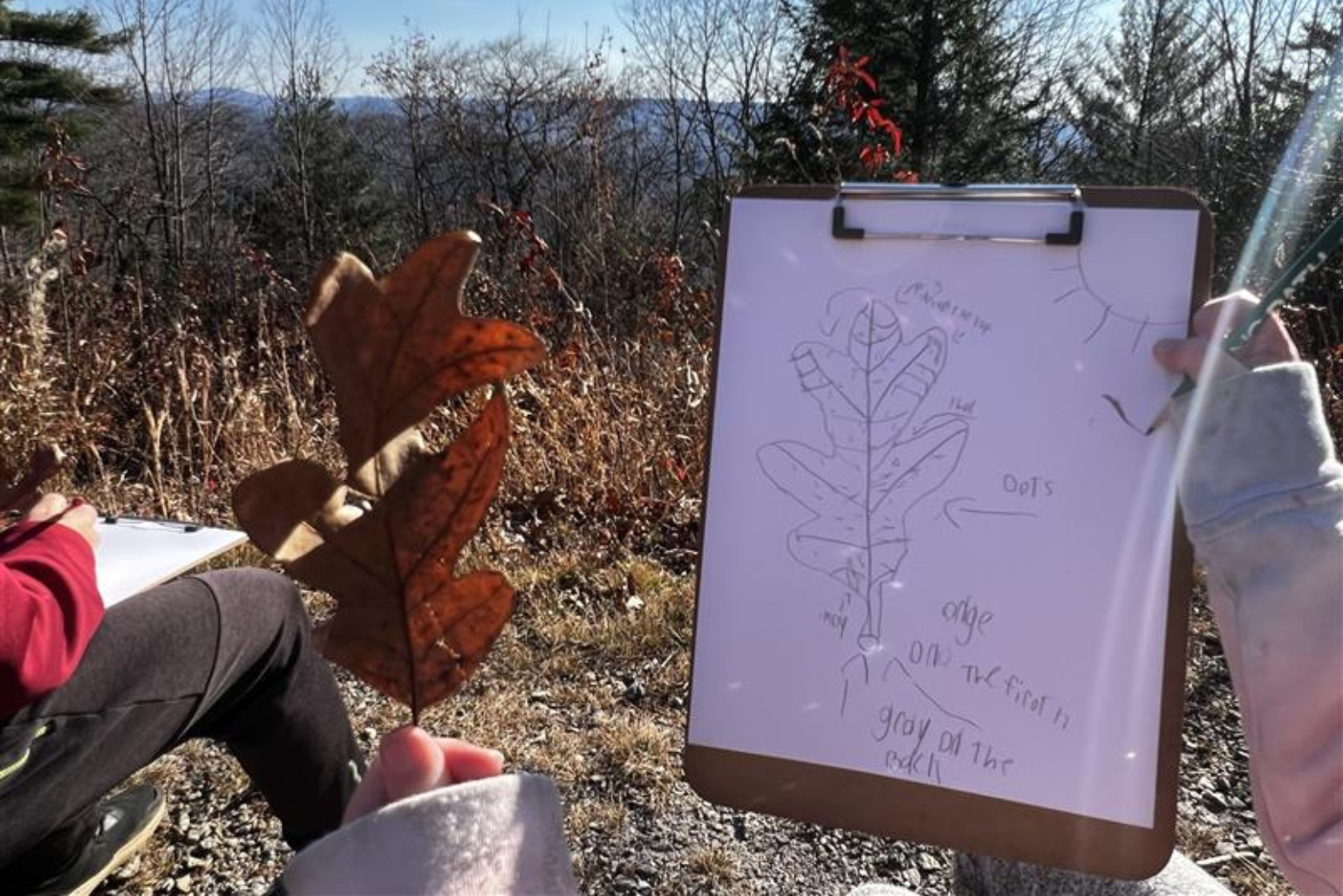 A student holds up a leaf and a clipboard with a sketch of it and observations.
