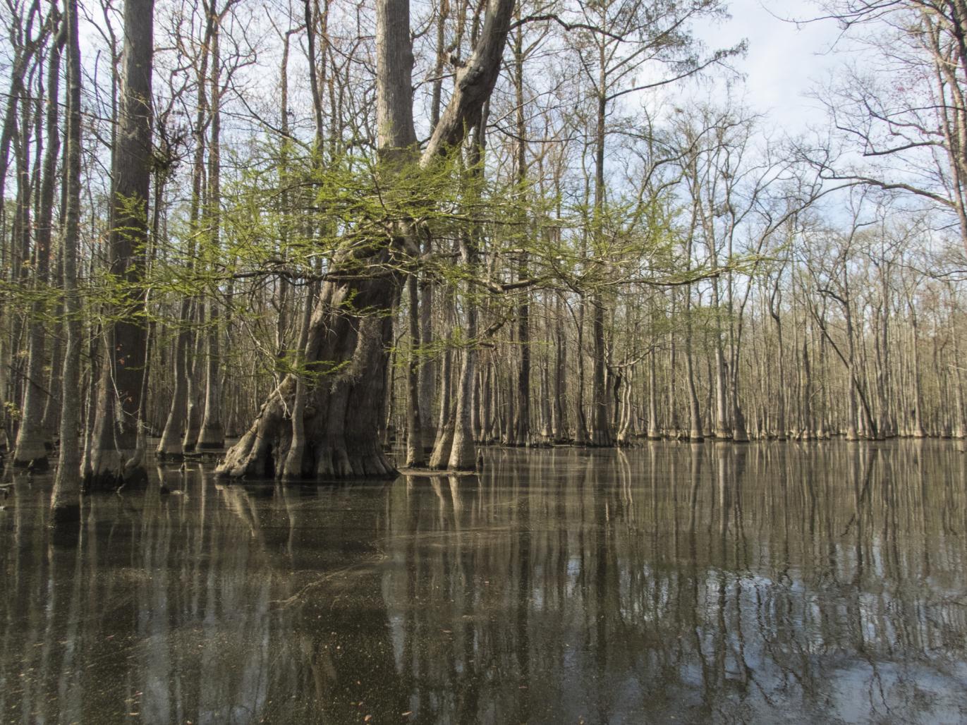 An eastern North Carolina river way with cypress trees along the shore.