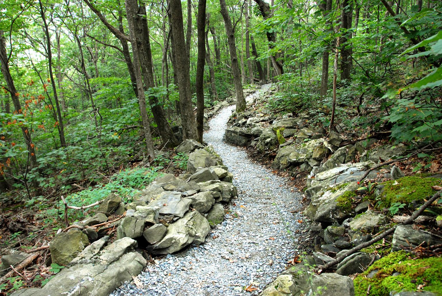 Rocky trail snakes through a forest of green trees at Elk Knob State Park.
