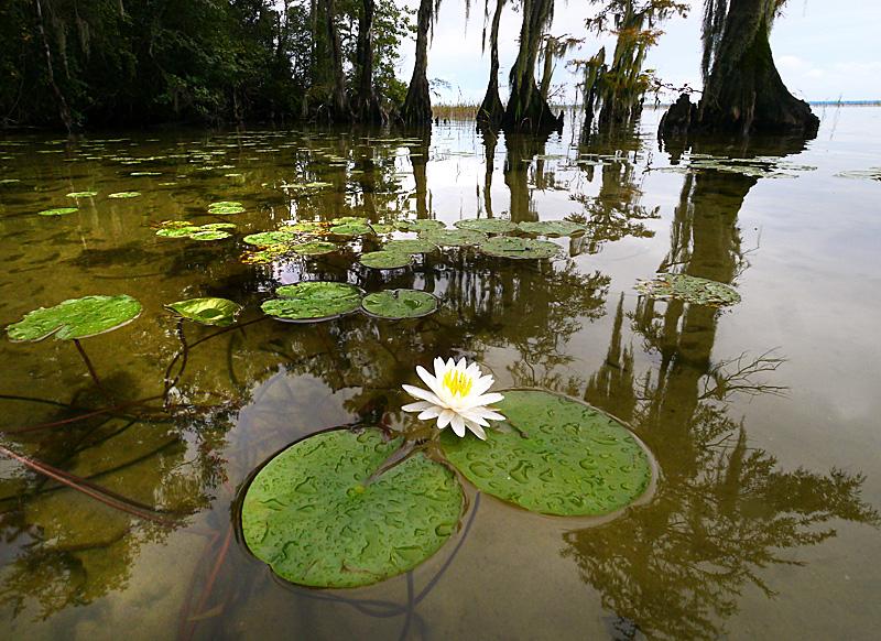 A water lily blooms between two lily pads that float on the water’s surface with tall trees behind them at Lake Waccamaw State Park. 