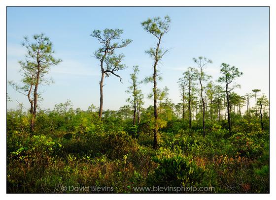 ACC Trees Photo from David Blevins