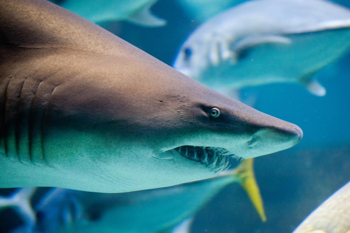 Sand Tiger Closeup at North Carolina Aquarium