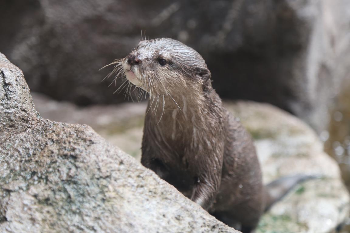 Asta, 17 1/2-Year-Old Otter at the NC Aquarium at Fort Fisher