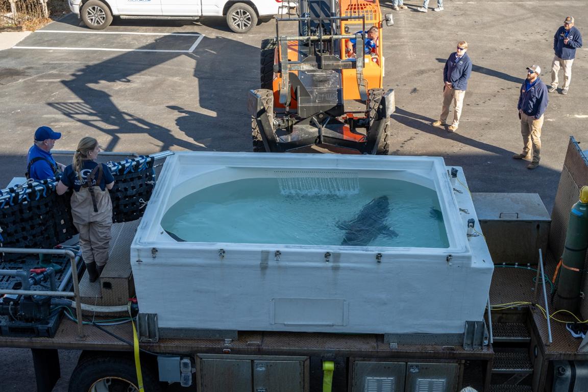 Teams at the NCA Fort Fisher transported a male sand tiger shark to NCA Pine Knoll Shores and a female shark to NCA Roanoke Island