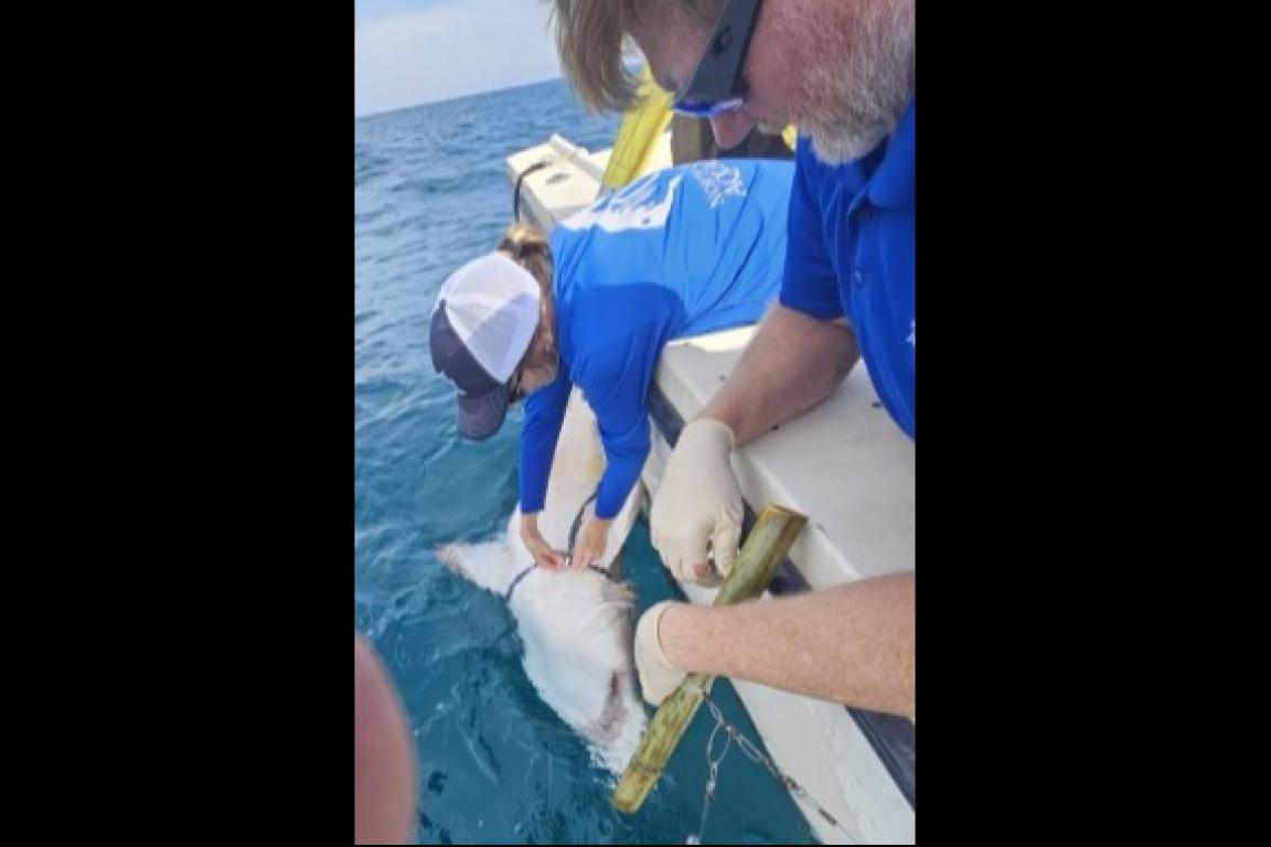  Holly Doerr, North Carolina Aquariums shark research scientist and Clint Taylor, director, NC Aquarium at Pine Knoll Shores take measurements of a sand tiger shark on the Atlantic coast.  