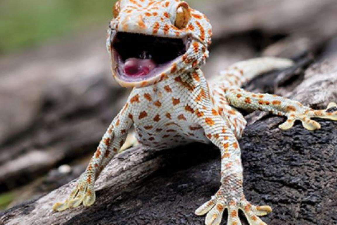 Museum hosts 'Staying Alive' exhibition starting March 14 with reptiles and other animals.