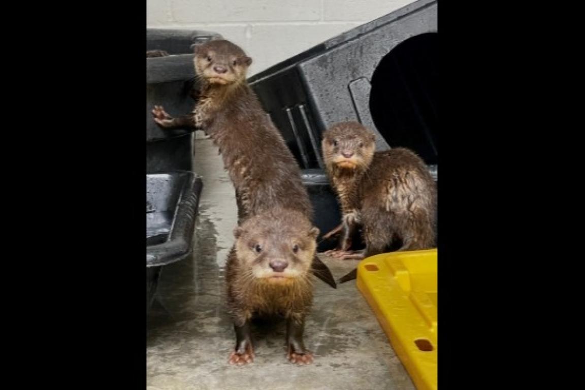 Baloo, in the front, Bodhi on the left and Nyx on the right have reached major milestones to now make the move to the public habitat at the Aquarium.
