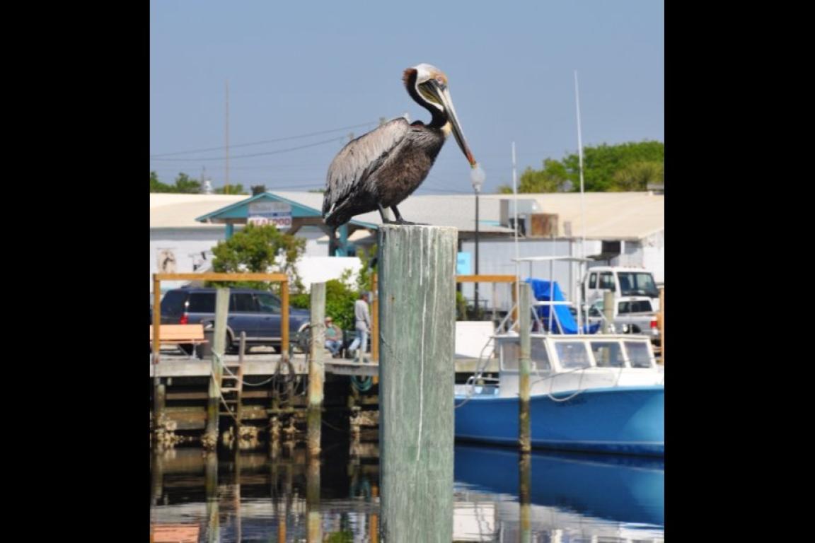 This brown pelican was one of many observations photographed by community scientists who contributed to the NC Bioblitz City Nature Challenge which launches April 24—a great way for anyone to head outside, take pictures of nature and contribute to a global initiative.
