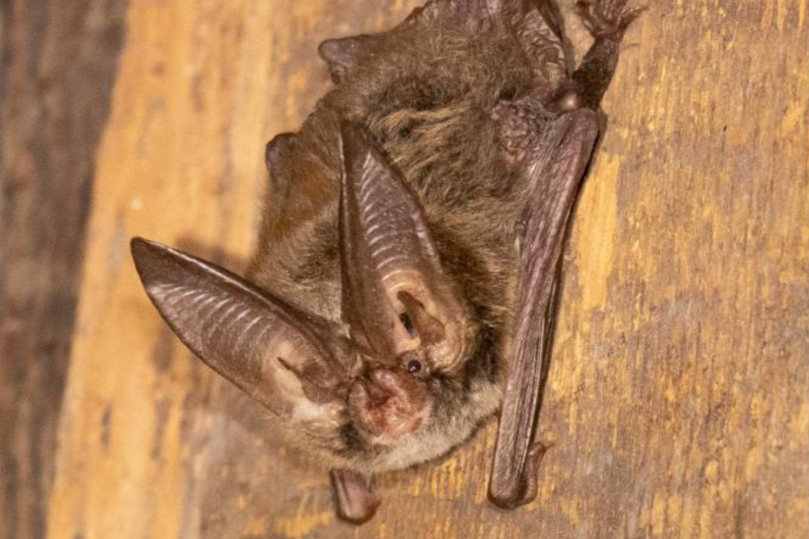 Eastern Big-eared Bat