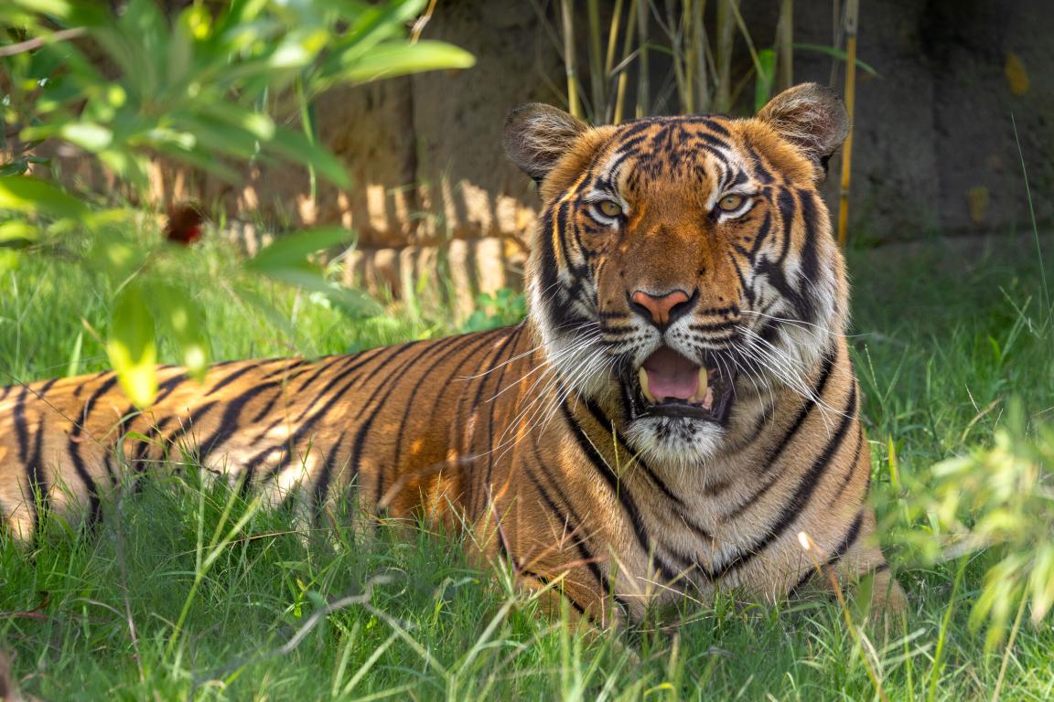 Nearly 50 new species, including critically endangered Malayan tigers, will be part of the North Carolina Zoo's Asia expansion set it open March 1, 2027.