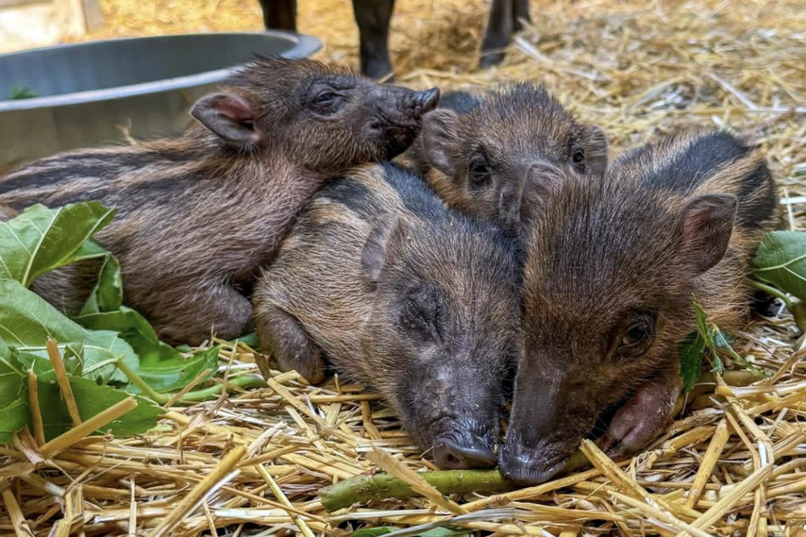 The North Carolina Zoo recently welcomed two litters of Visayan warty piglets.