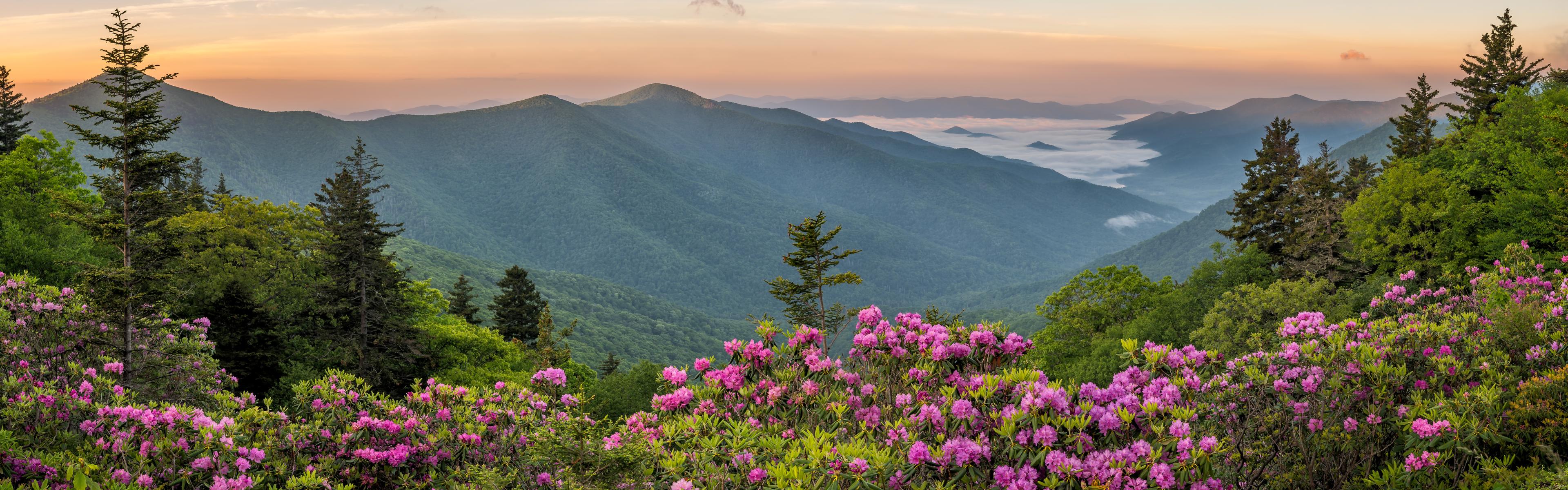 blue ridge mountains against a blue and yellow sunrise with rhododendrons and trees in the foreground