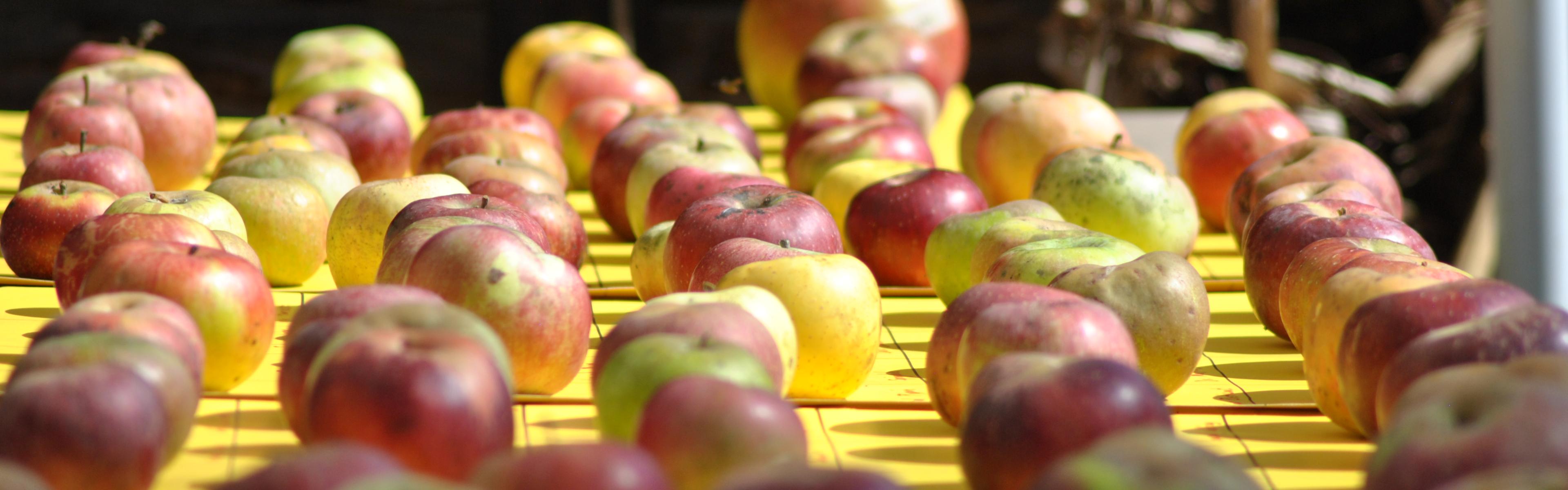 red and green apples lined up on a table