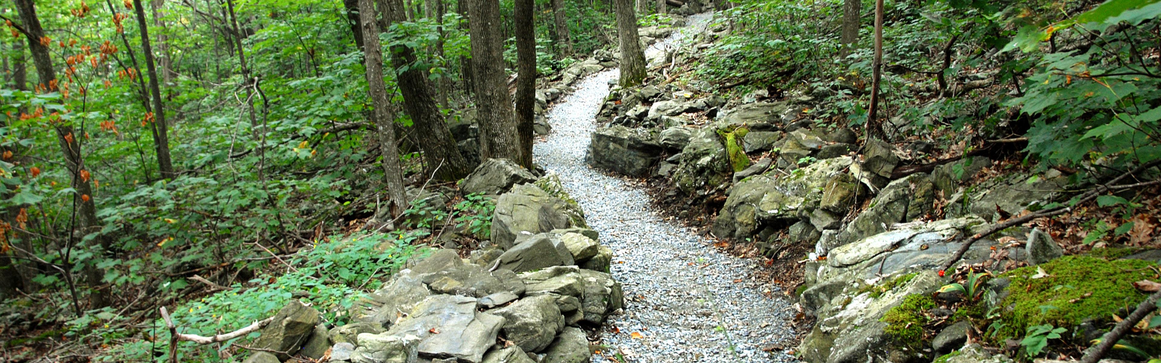 Rocky trail snakes through a forest of green trees at Elk Knob State Park.