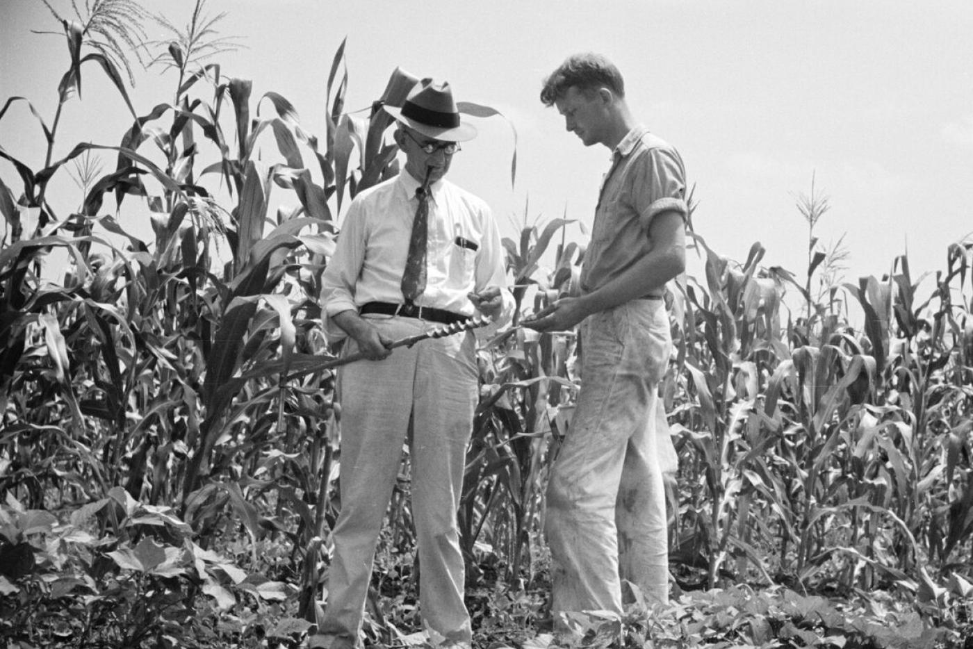 Two men working in a cornfield.