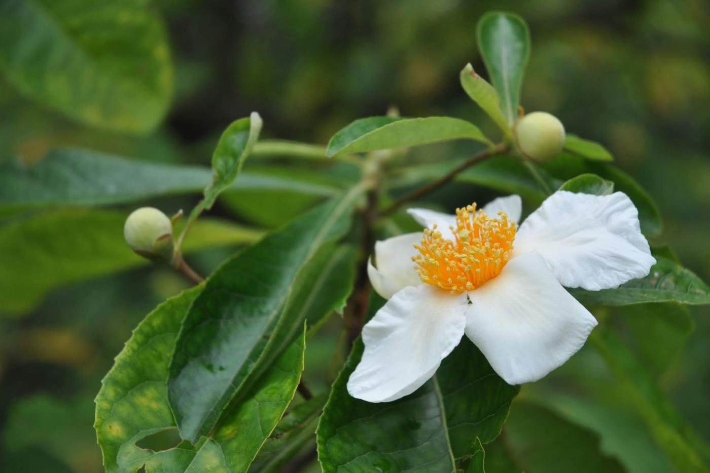 A franklinia flower.