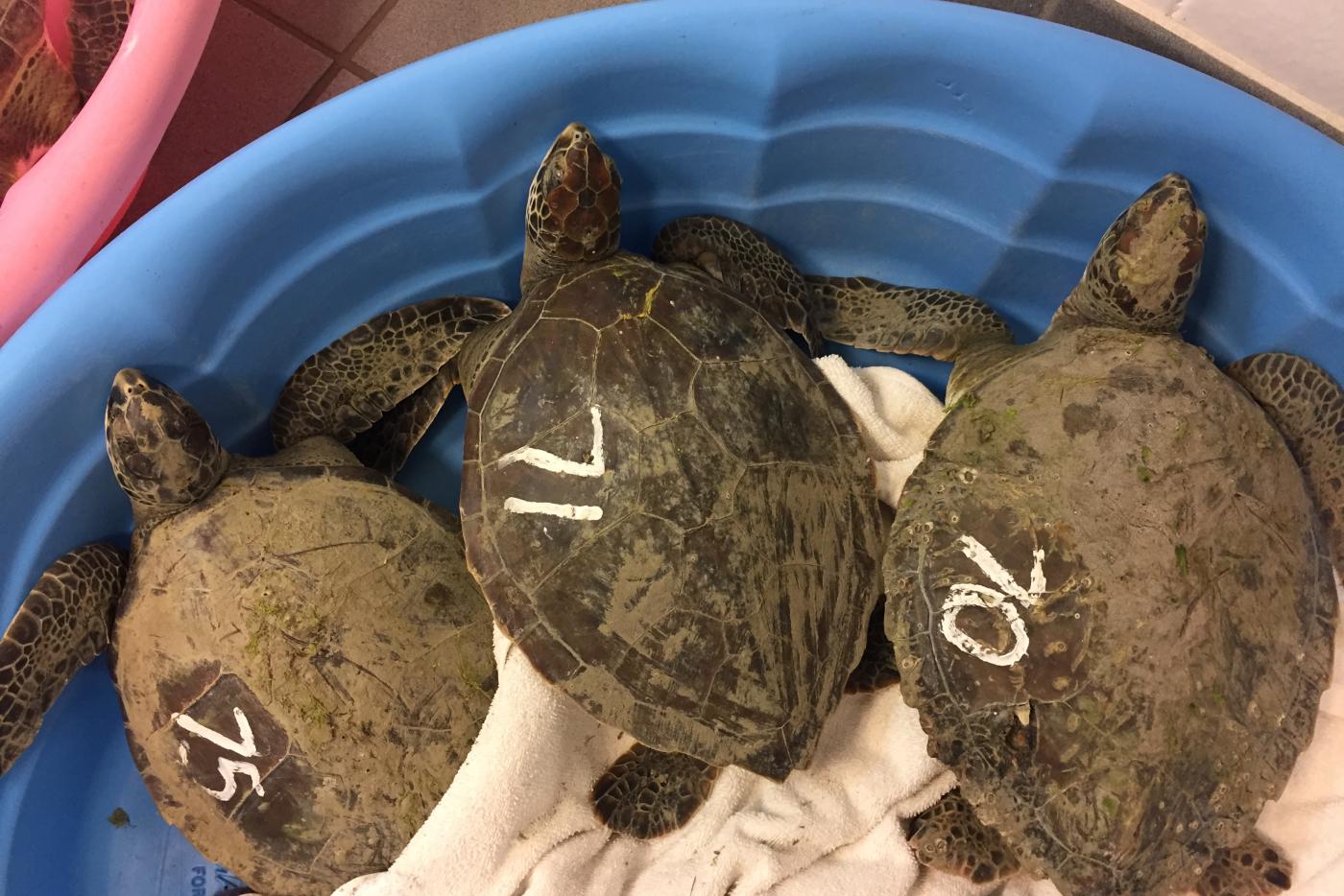 Three turtles in a bucket