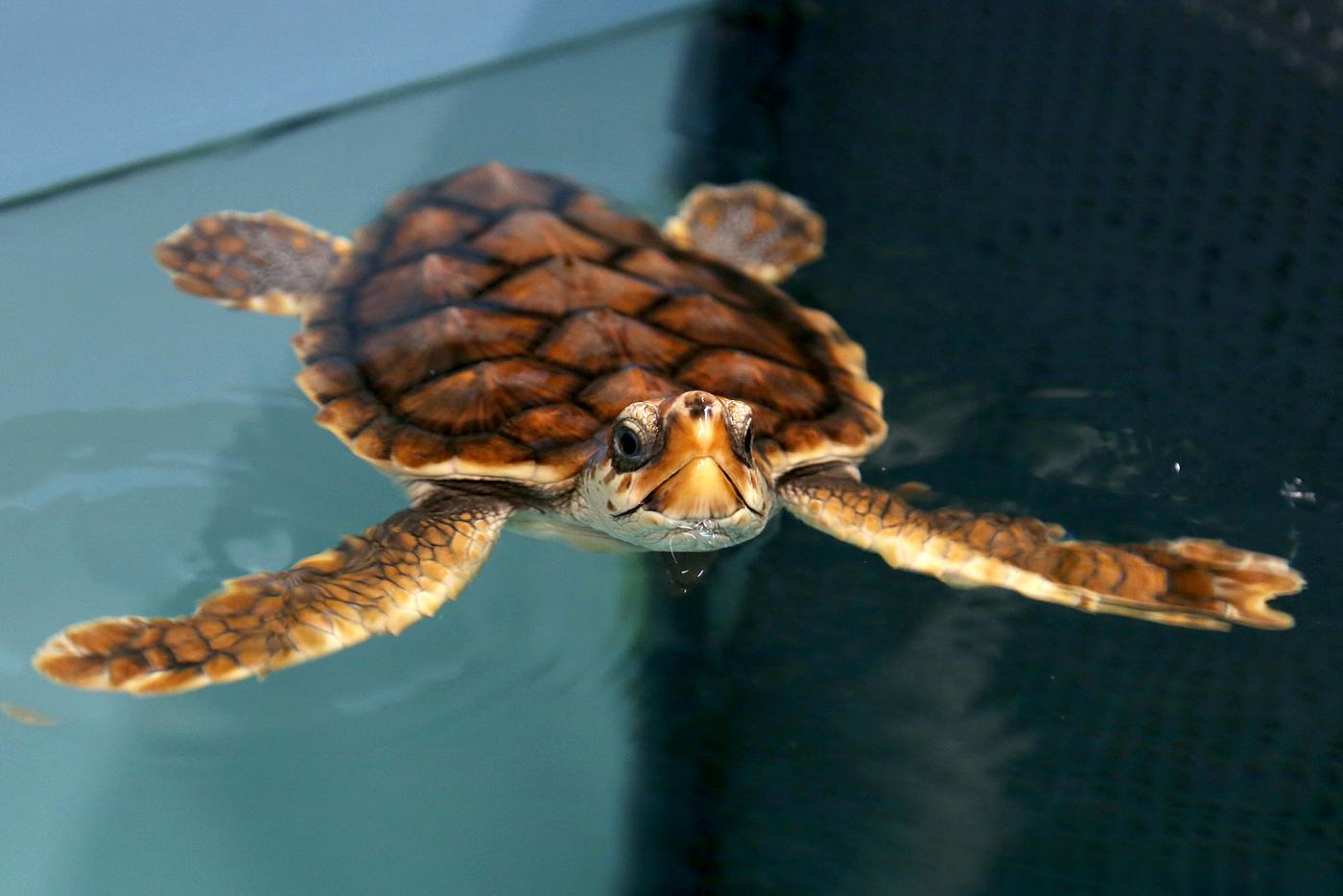 A loggerhead sea turtle floating in water.
