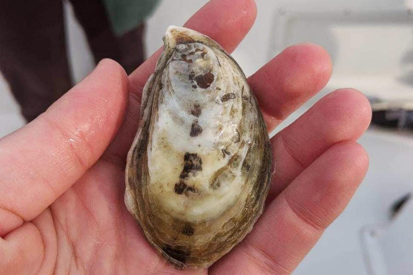 A person holding an oyster shell in their hand.