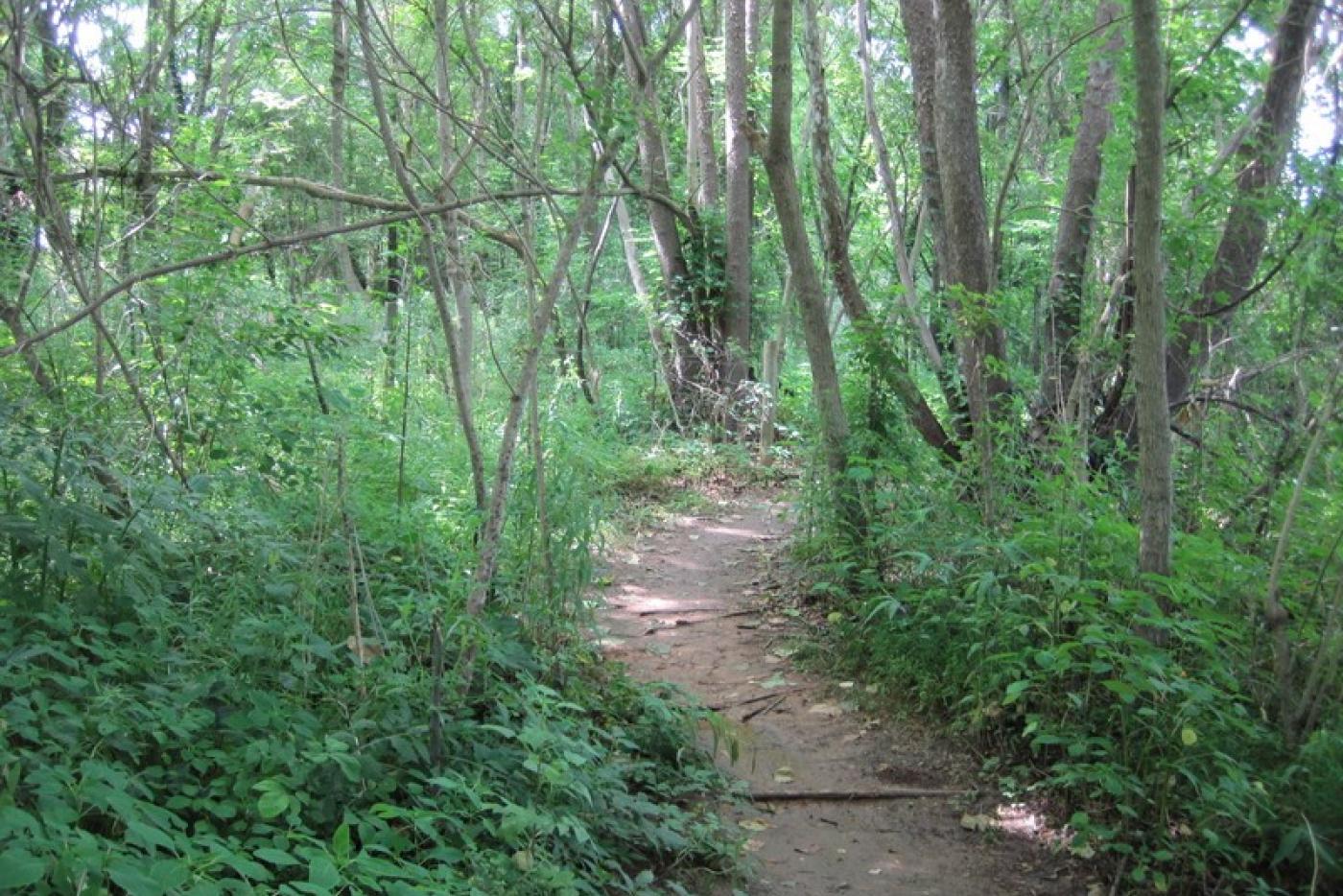 A trail surrounded by trees and shrubbery.