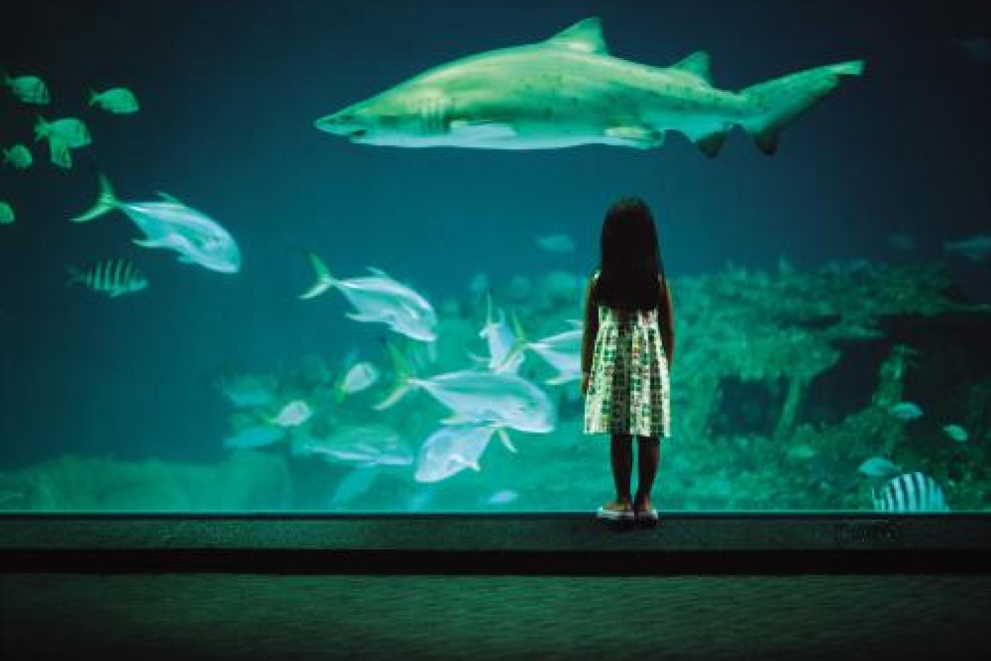 A child looking at fish in an aquarium.