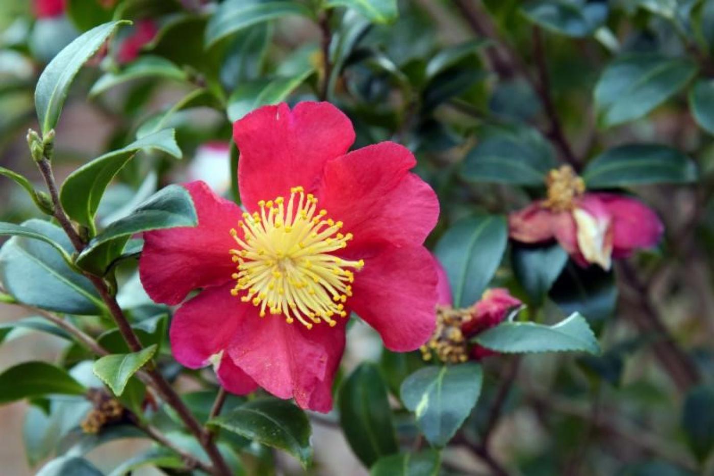 A Camellia.