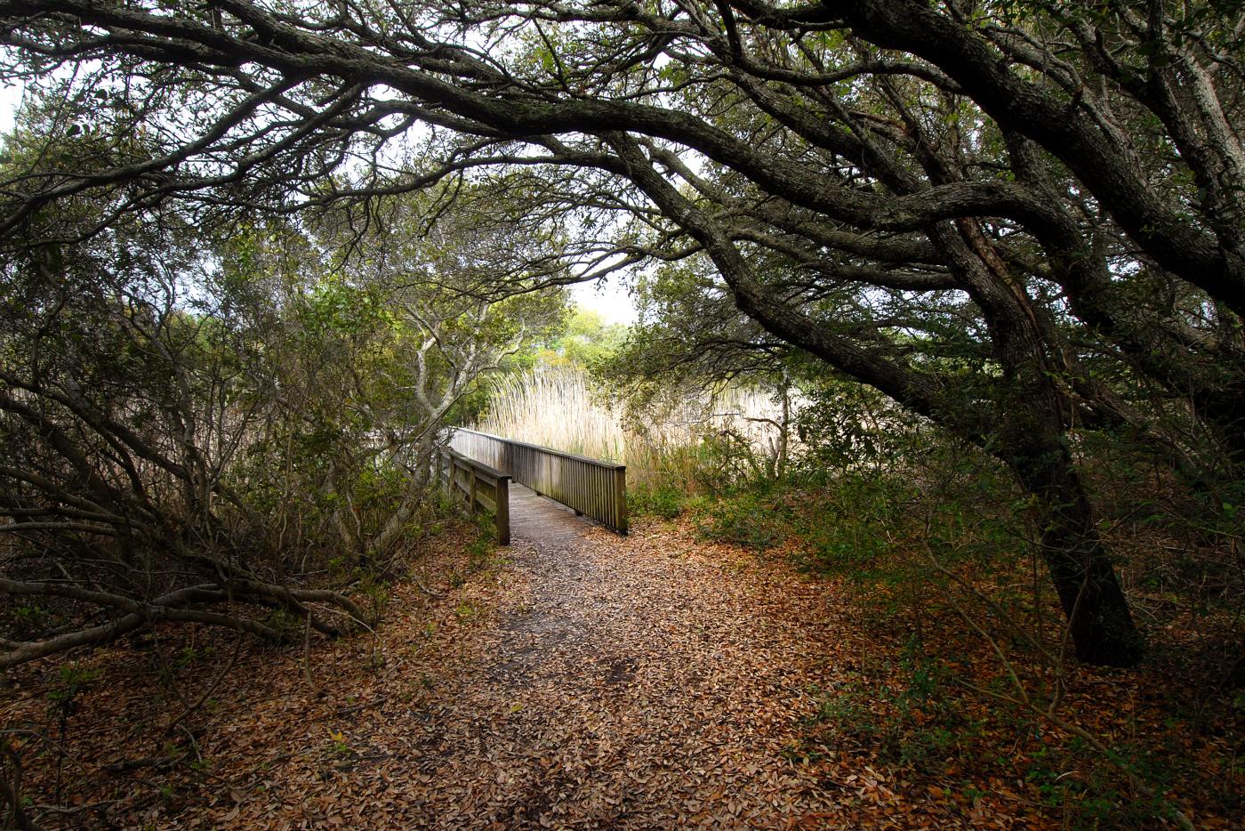 A trail covered in autumn leaves.