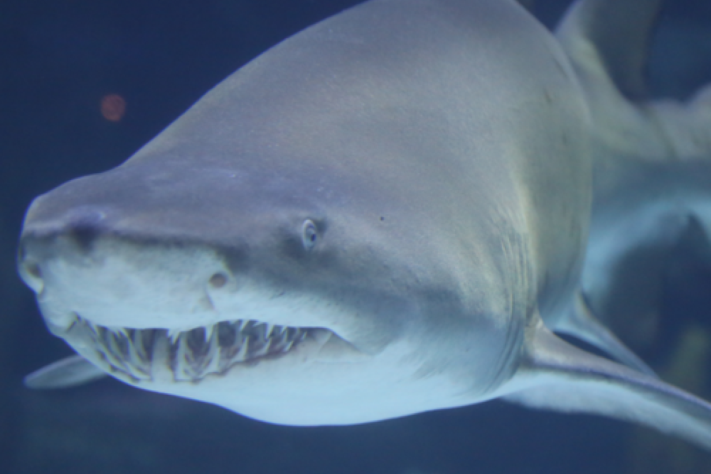 Fort Fisher Aquarium