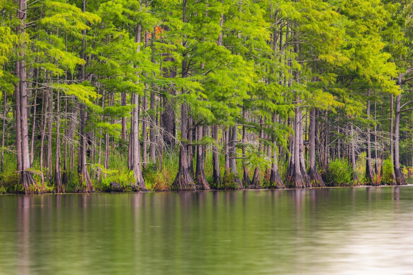 Carvers Creek State Park