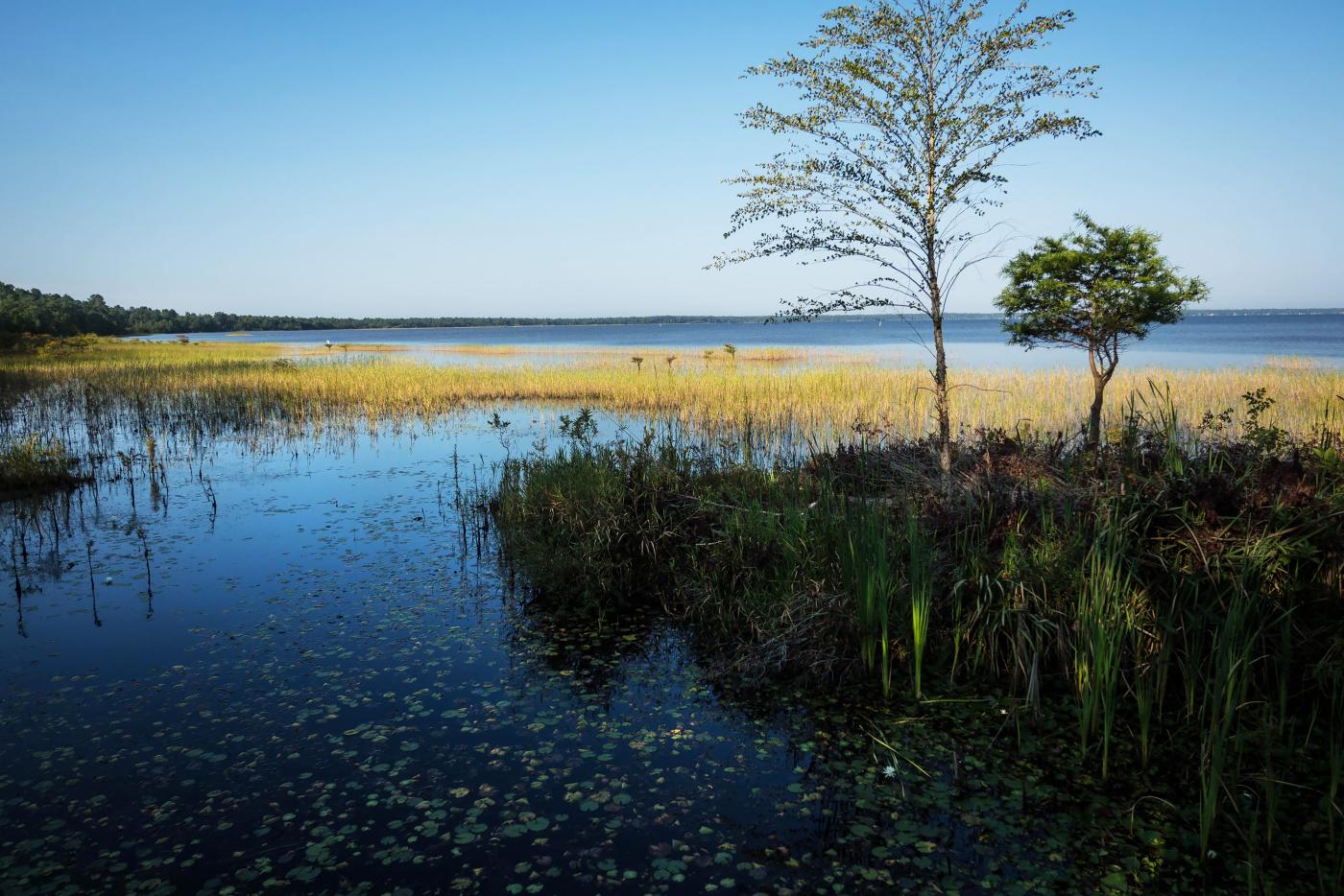 Lake Waccamaw State Park