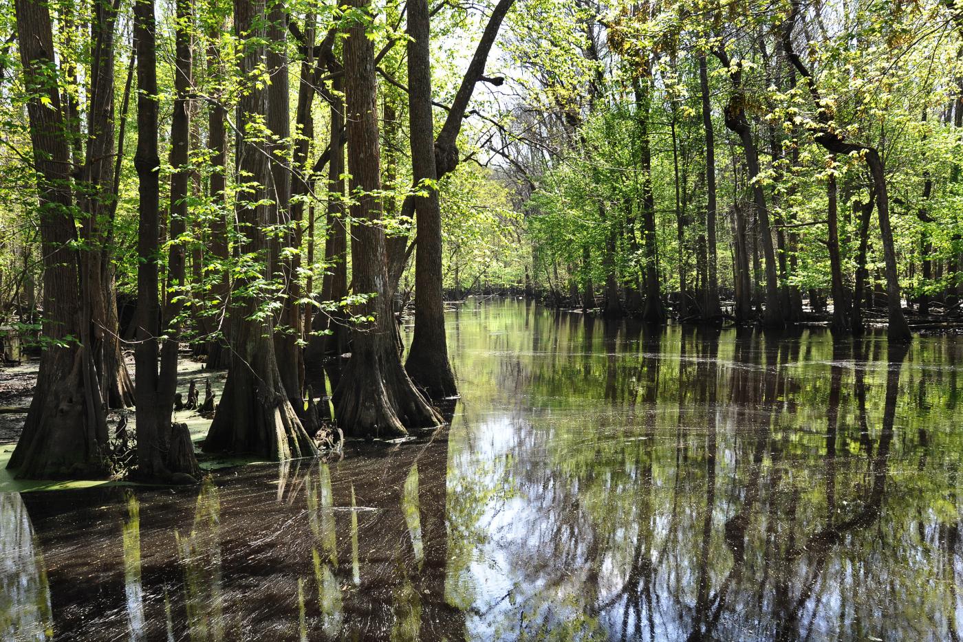 Merchant's Millpond state park