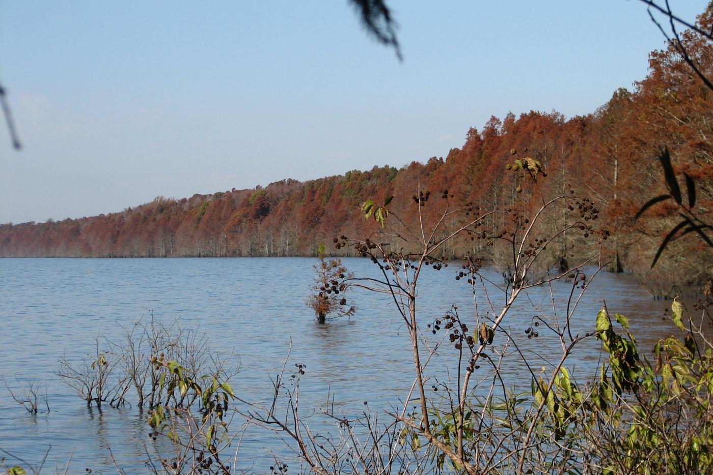 Pettigrew State Park