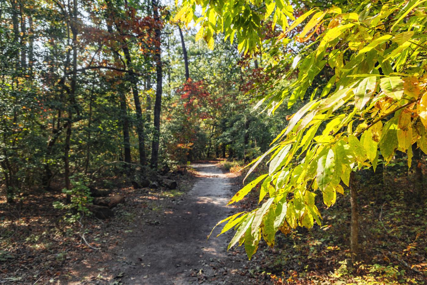 Weymouth Woods-Sandhills Nature Preserve