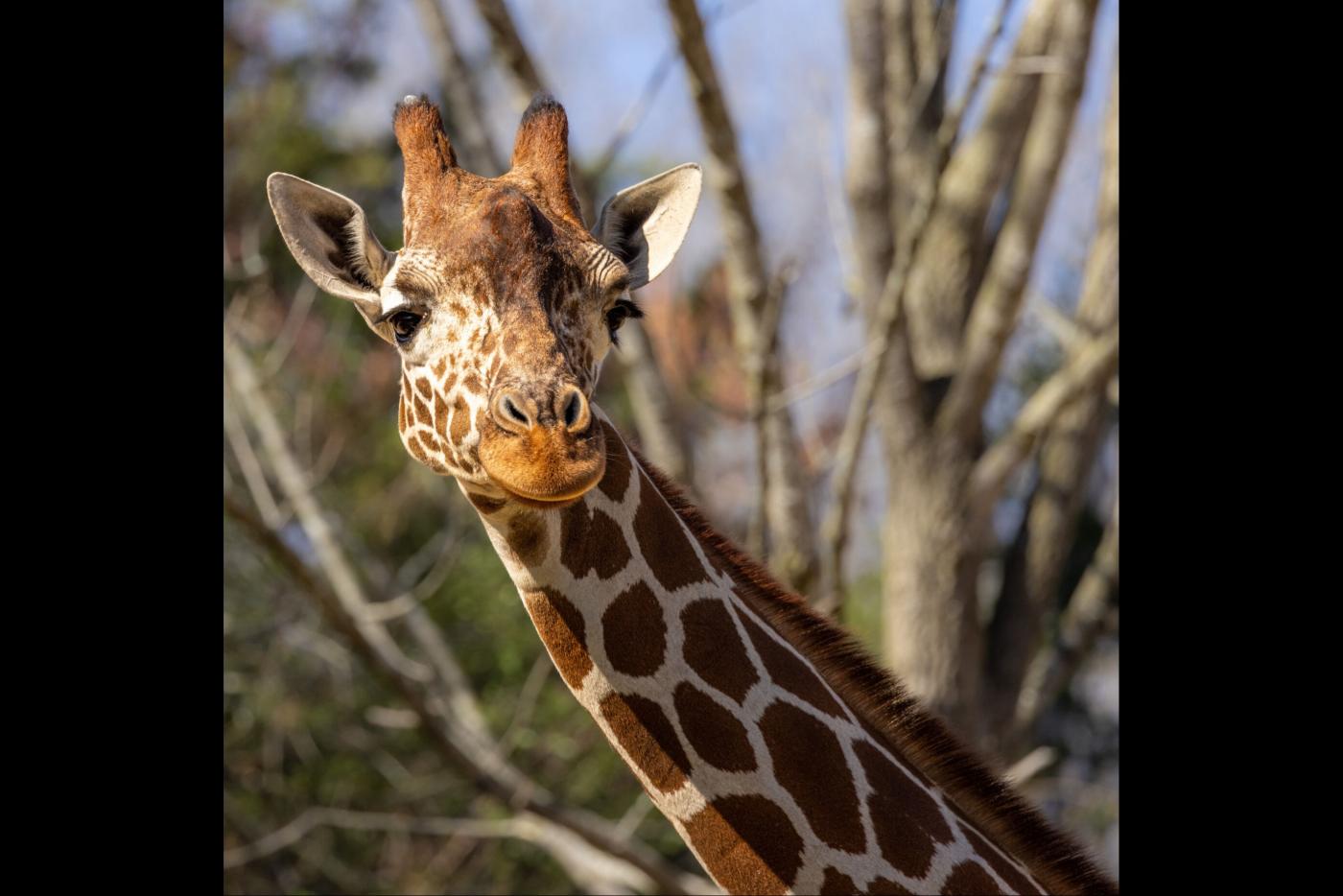 Leia, a 15-year-old giraffe at the North Carolina Zoo, died Tuesday following a planned medical procedure.