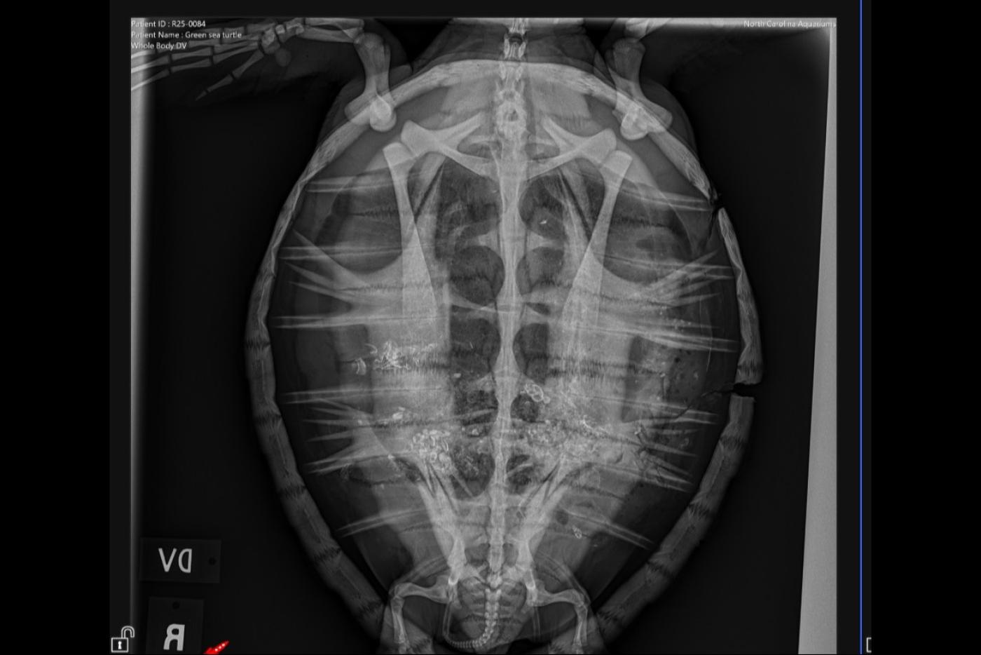 A radiograph of "Lucky Duck," a juvenile green sea turtle in rehabilitation the N.C. on Roanoke Island, shows ingested micro-plastics.