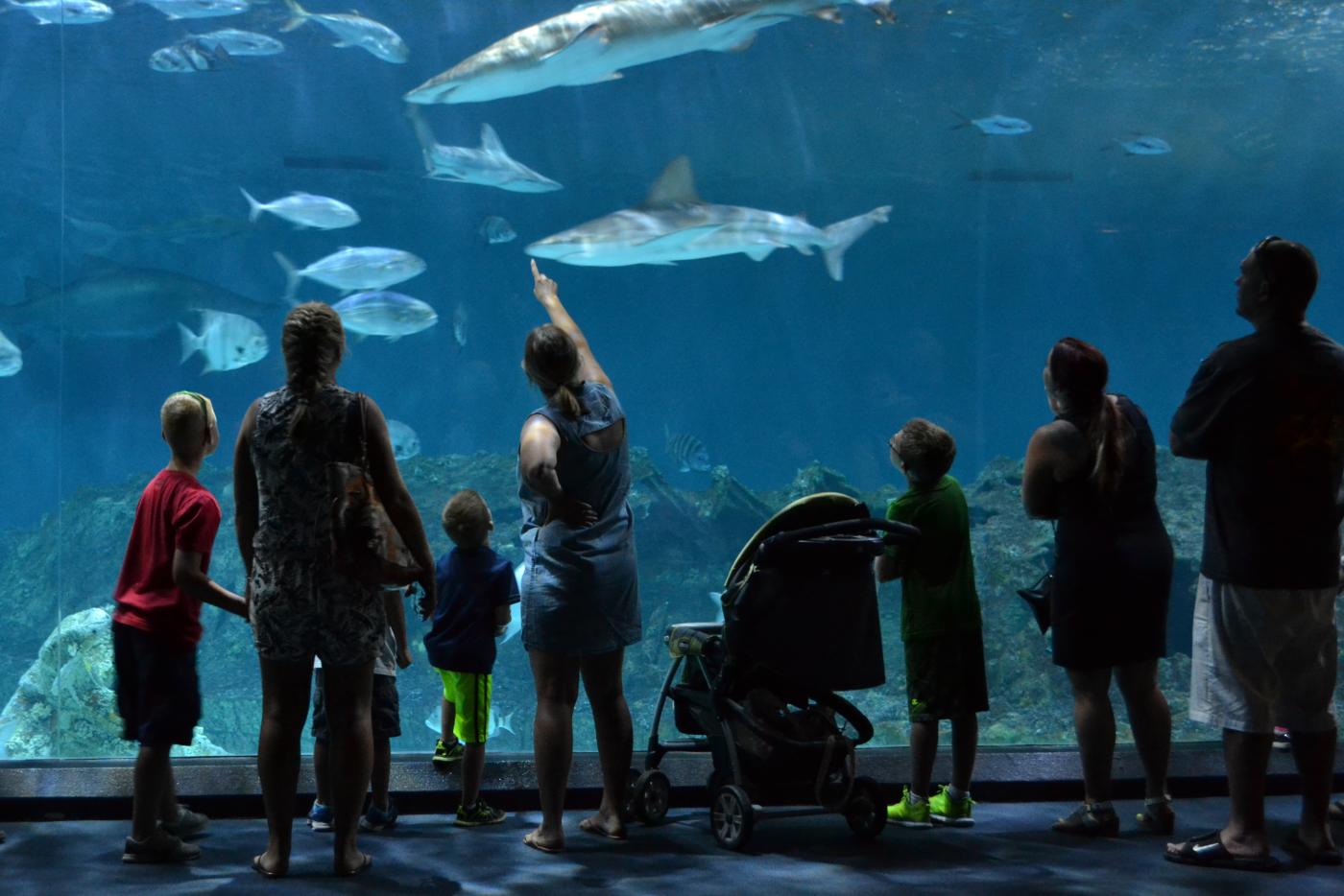 Visitors view the 285,000-gallon Graveyard of the Atlantic shark and ocean habitat at the N.C. Aquarium on Roanoke Island.