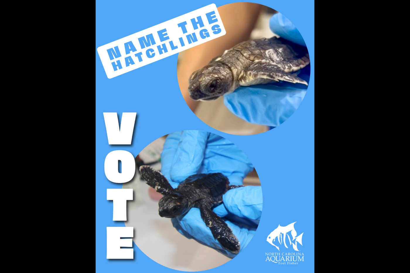  Loggerhead Sea Turtle Hatchling #1 & #2 at the North Carolina Aquarium at Fort Fisher