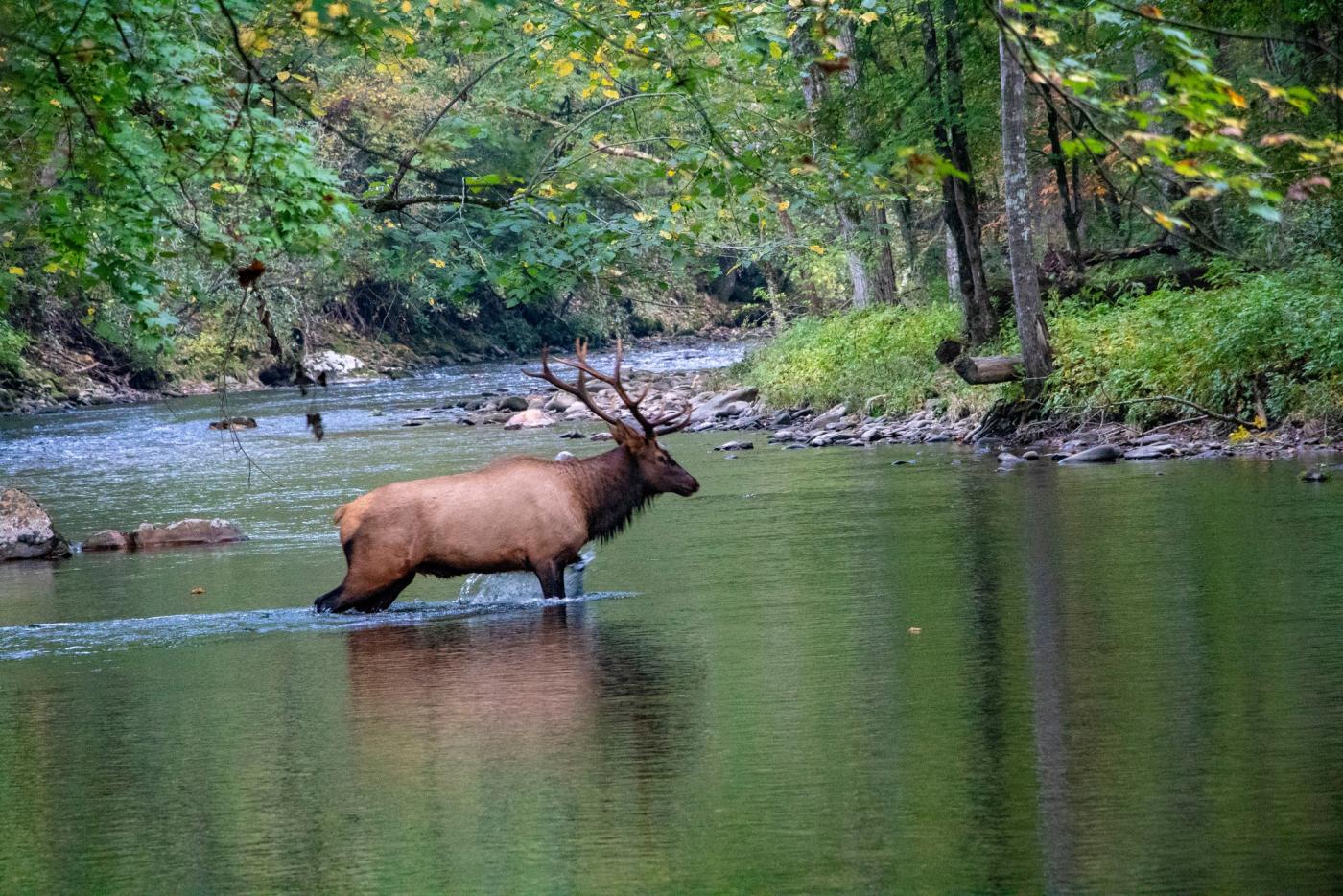 An elk wades through a river with green leafy trees lining the riverbank