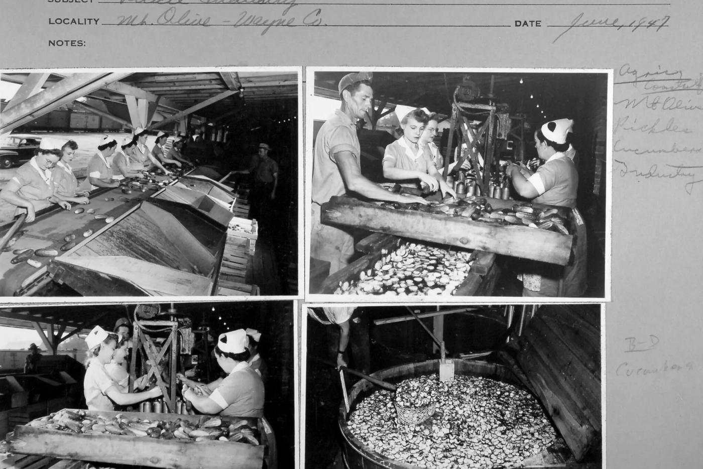 Pickle industry in Mount Olive, NC, June 1947. 